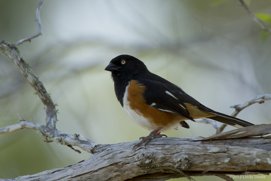 Eastern Towhee