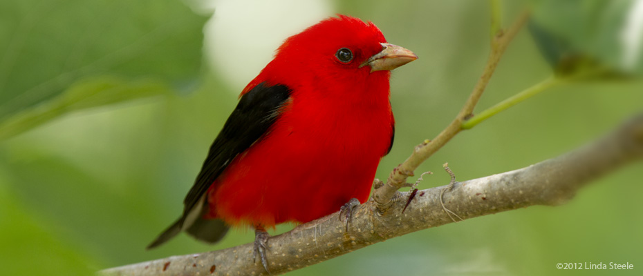 Songbirds: Tanagers, Jays, Woodpeckers…