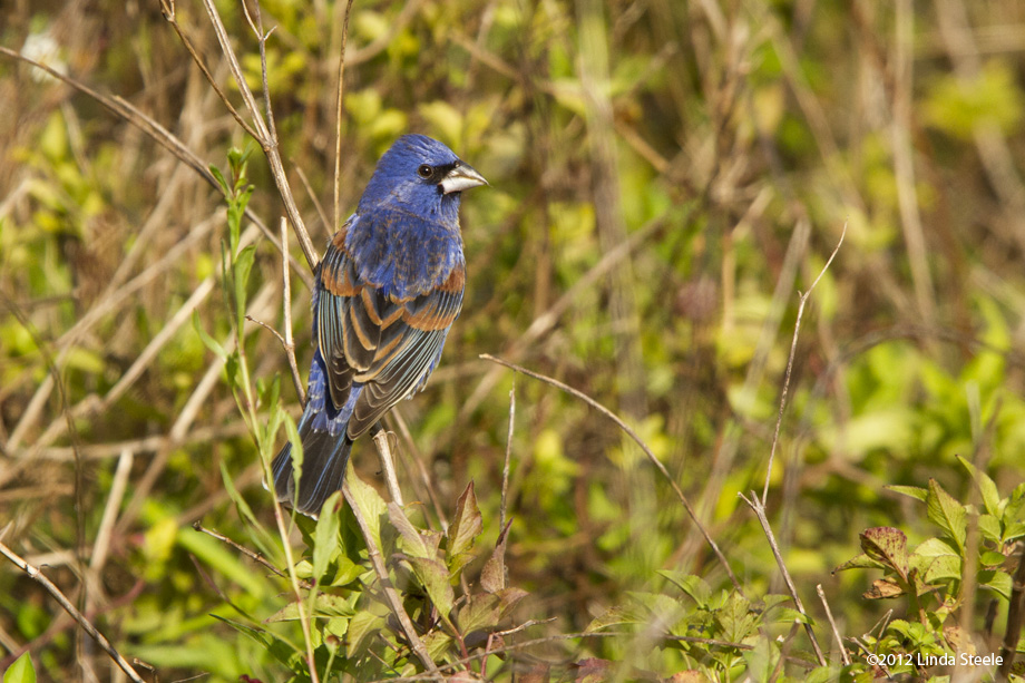 Indigo Bunting