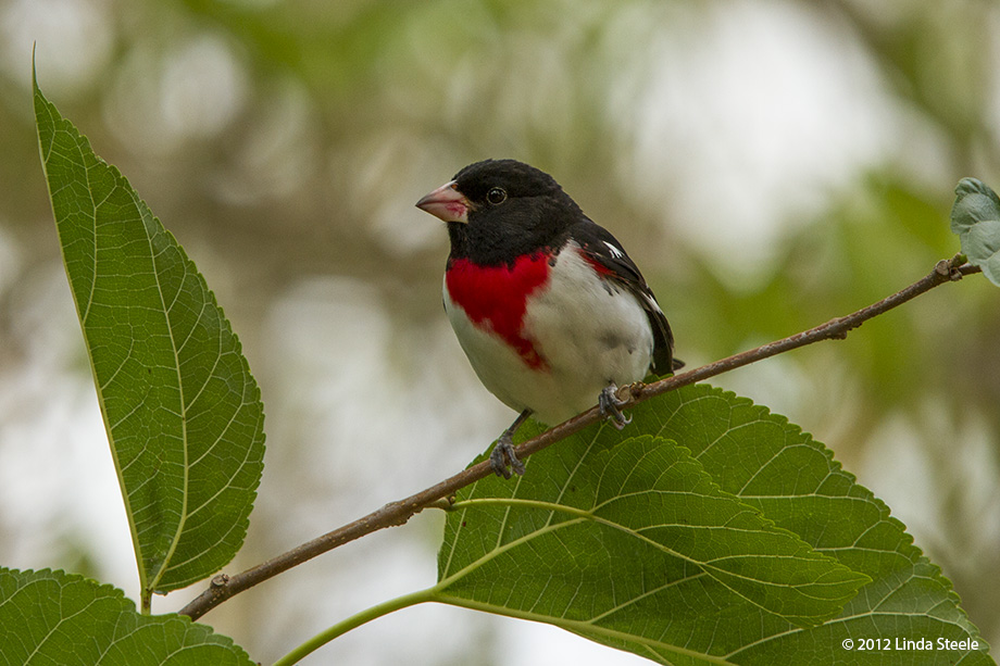 Male Rose-breasted Grossbeak