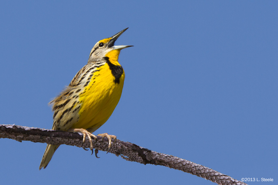 Eastern Meadowlark, Everglades National Park