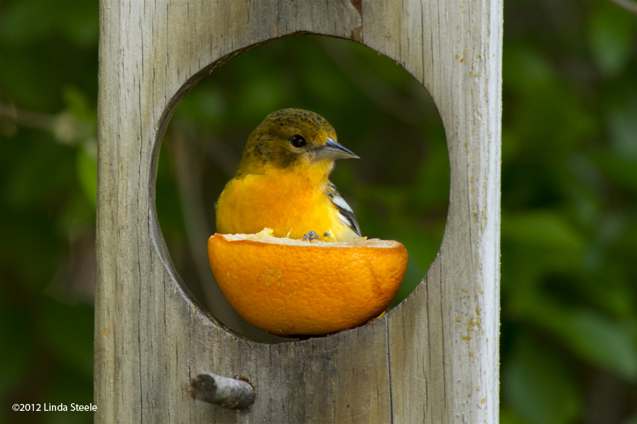 Oriole in Feeder