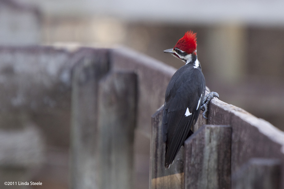 Pileated Woodpecker