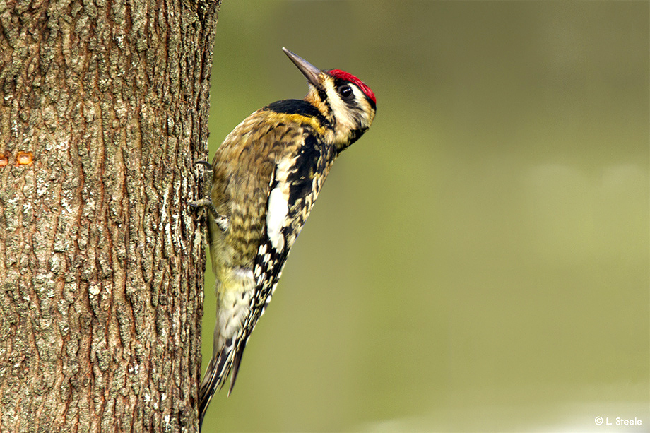 Yellow-bellied sapsucker