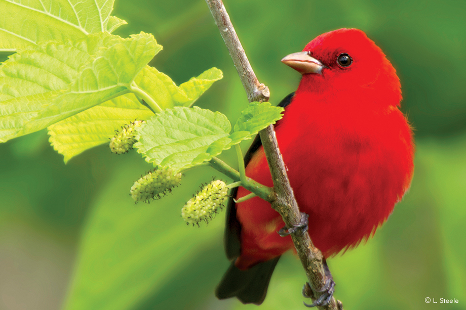 Scarlet Tanager, Ft. DeSoto Park, St. Petersburg, FL