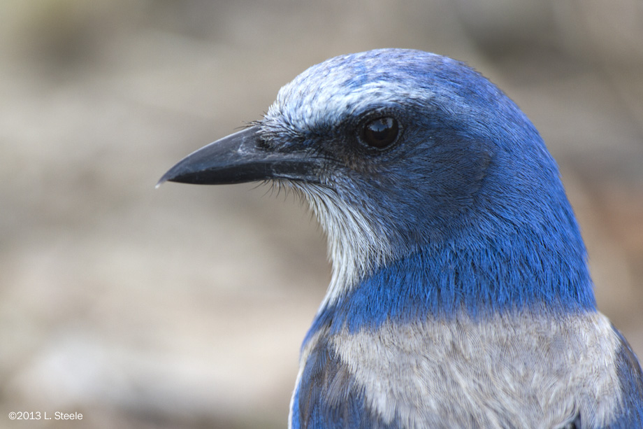 Florida Scrub Jay, Merritt Island NWR