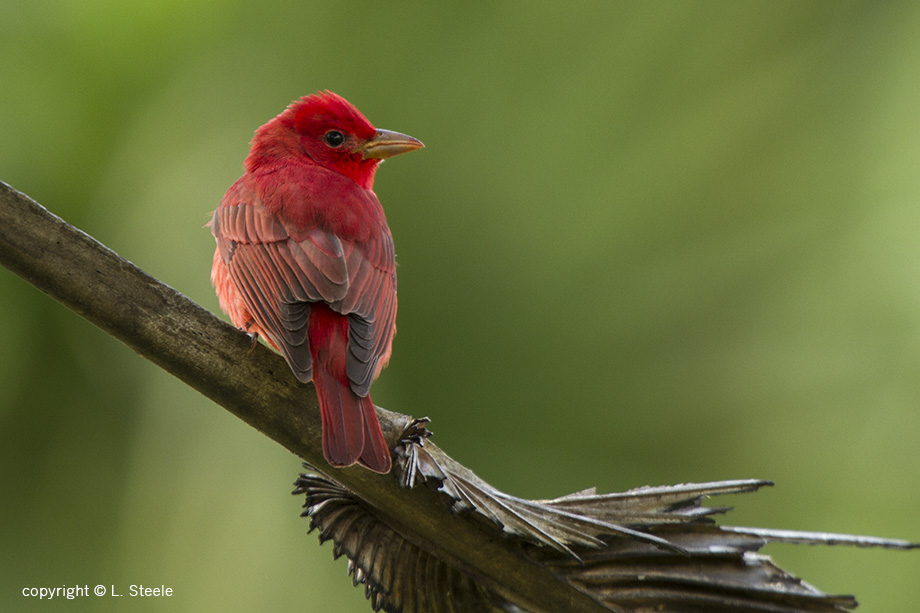 Summer Tanager