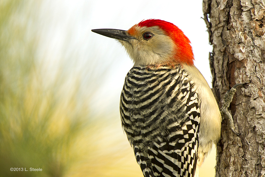 Red-bellied Woodpecker