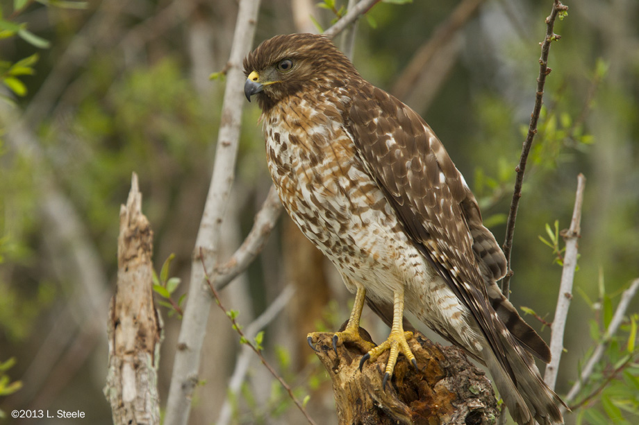 Broadwing Hawk