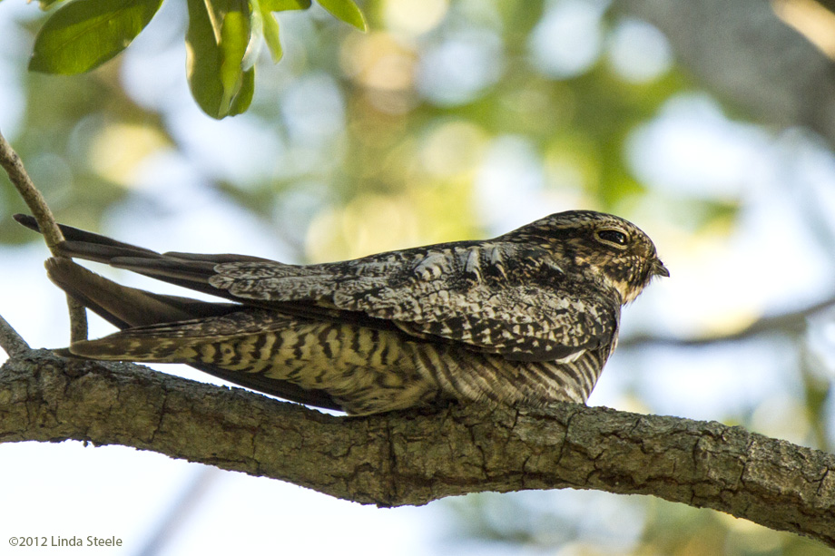 Common Nighthawk