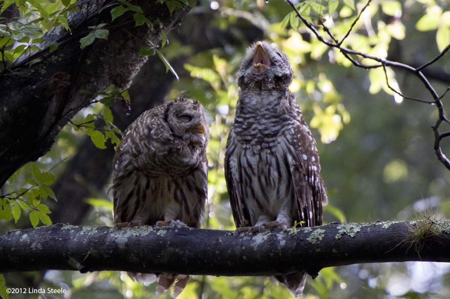 Barred Owls