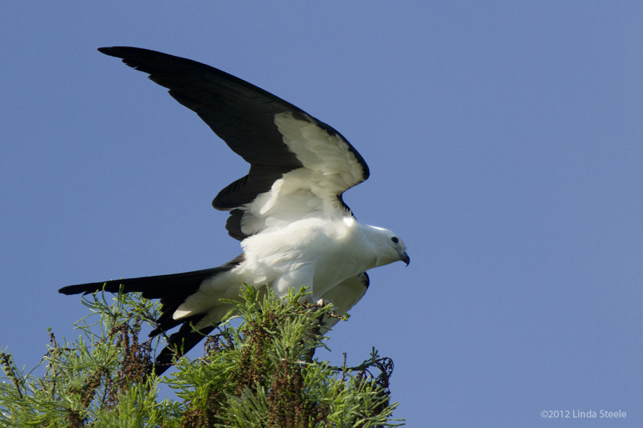 Swallow-tailed Kite