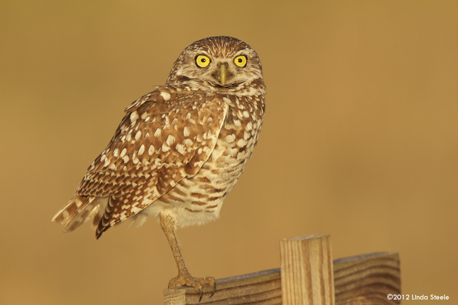 Burrowing Owl