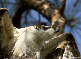 Raptors, Owls and Nightjars