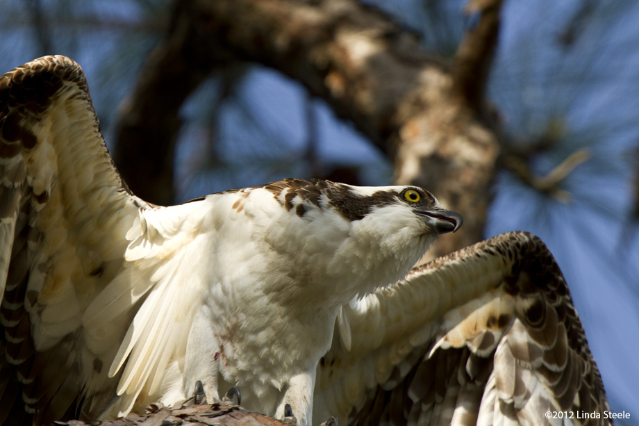 Osprey