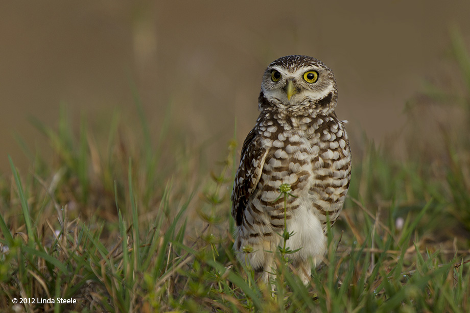 Burrowing Owl