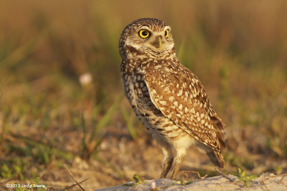 Burrowing Owl on ground