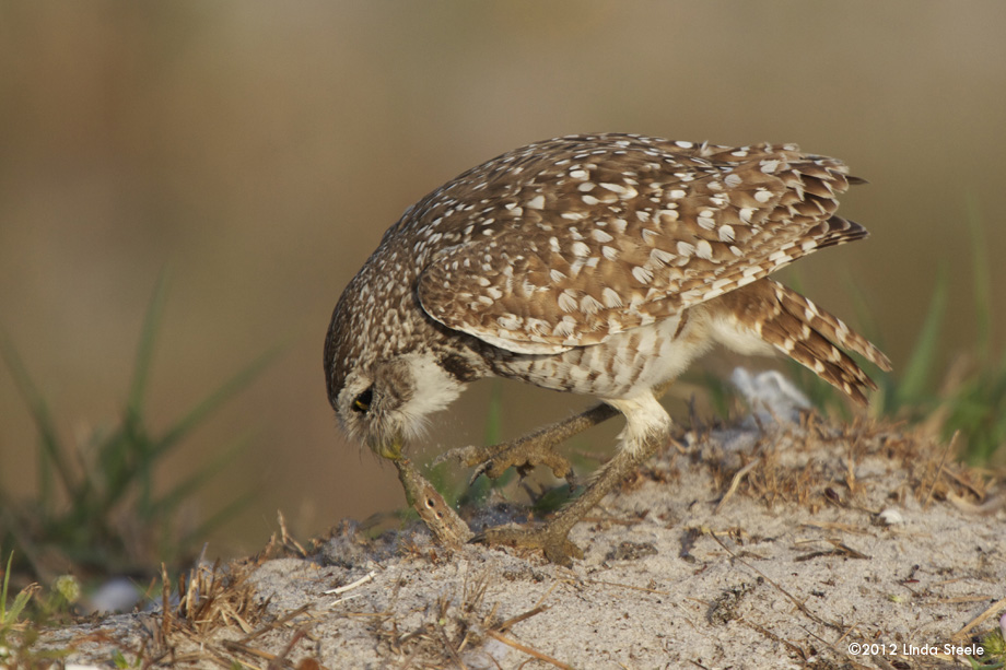 Eating a grub