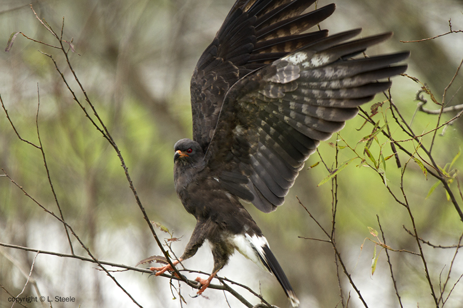 Snail Kite