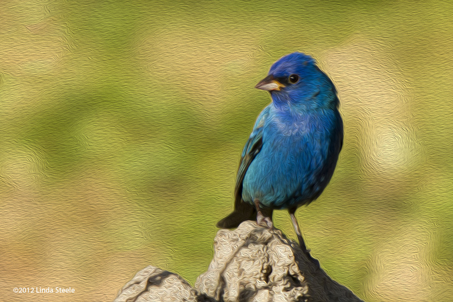 Painted Indigo Bunting