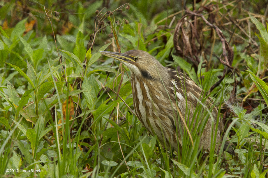 Painted Bittern