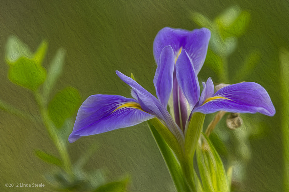 Painted Iris