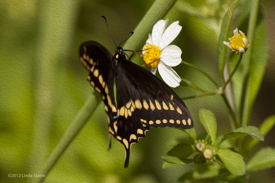 Painted Swallowtail