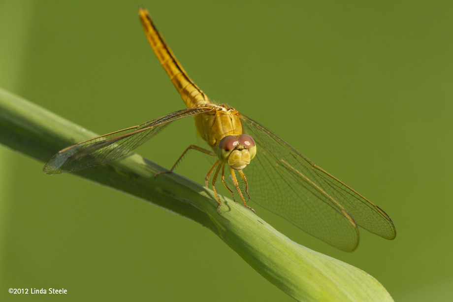 Golden-winged Skimmer 2