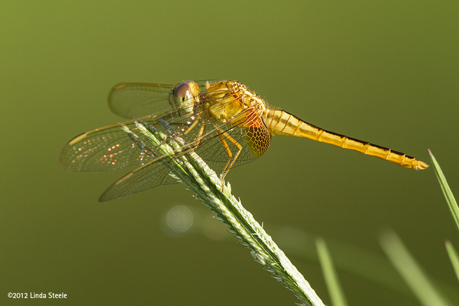 Golden-winged Skimmer in sunlight