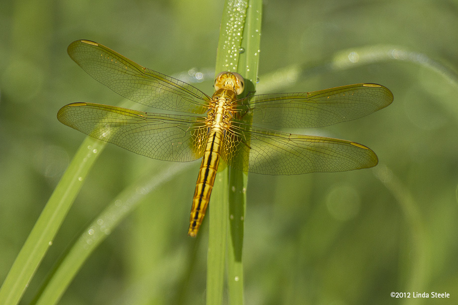 Golden-winged Skimmer 1