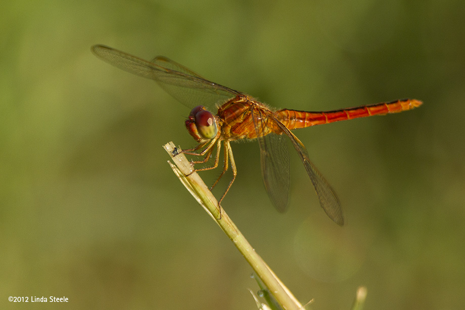 Orange Golden-winged Skimmer