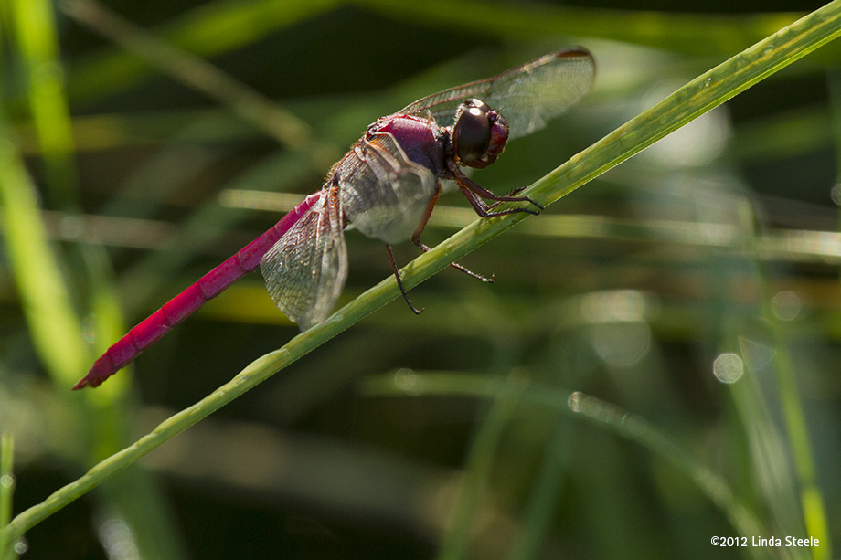 Roseate Skimmer