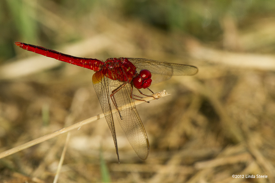 Scarlet Skimmer