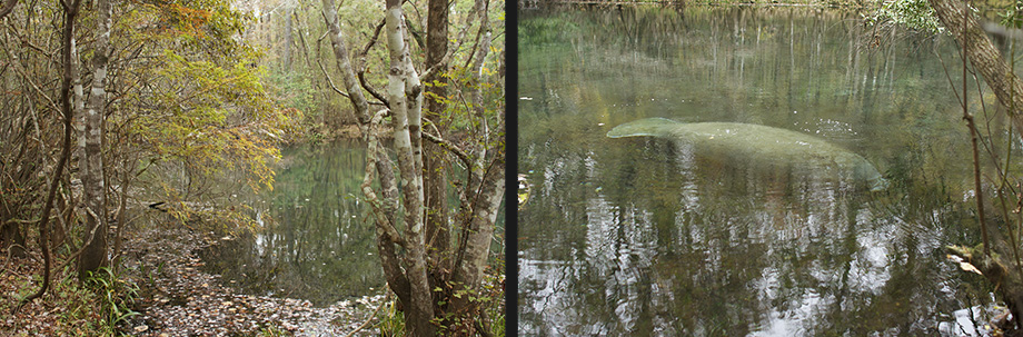 Wakulla Springs