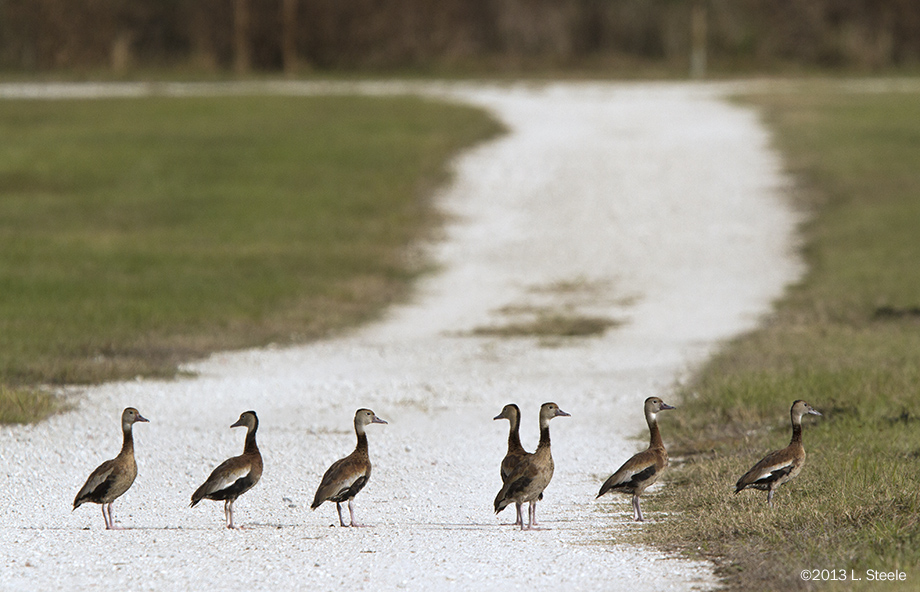 road ducks