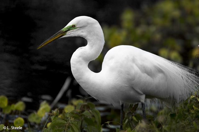 Later, the egret flew to the near bank for a drink.