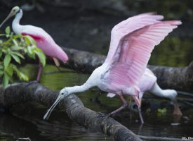 Storks, Cranes, Spoonbills