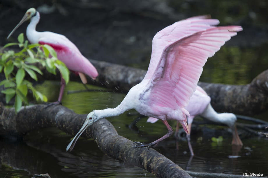 Roseate Spoonbill