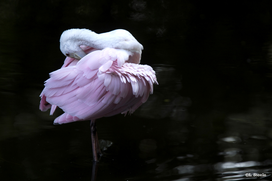 Roseate Spoonbill