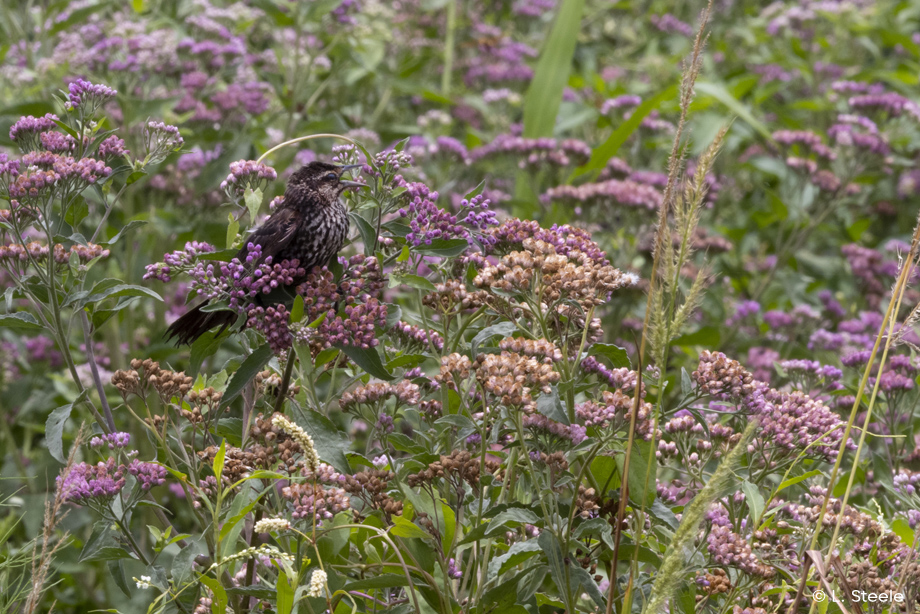 Red-winged Blackbird, Merritt Island NWR