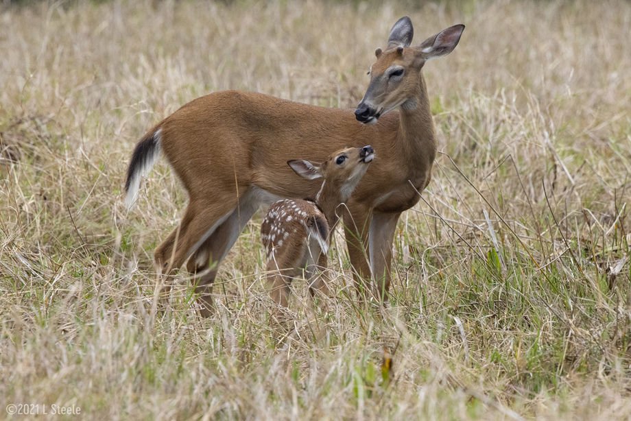 Two Deer