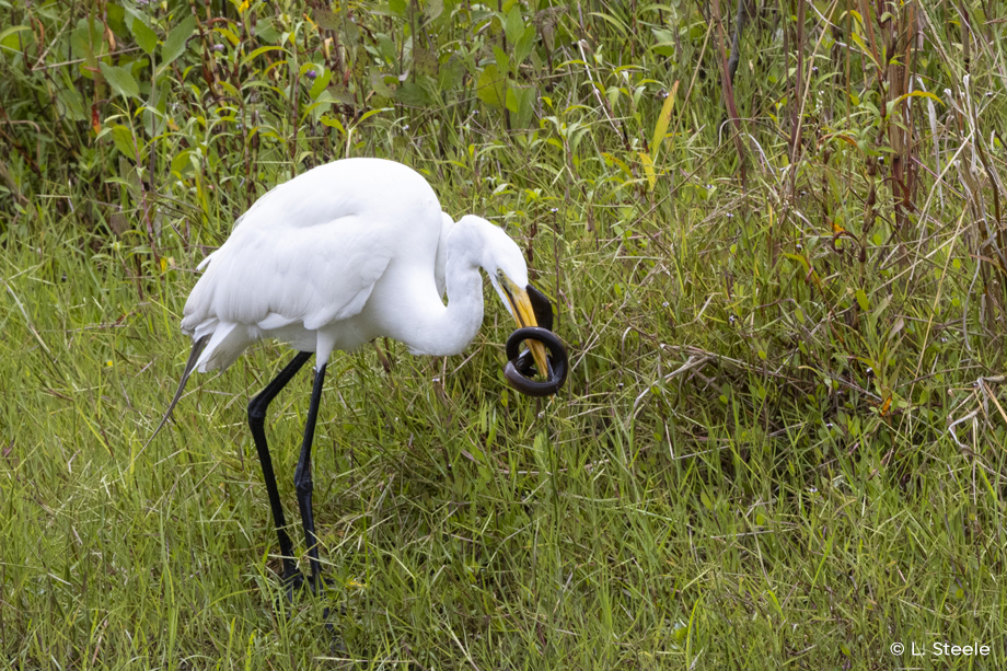 Egret with Two-toed Amphiuma