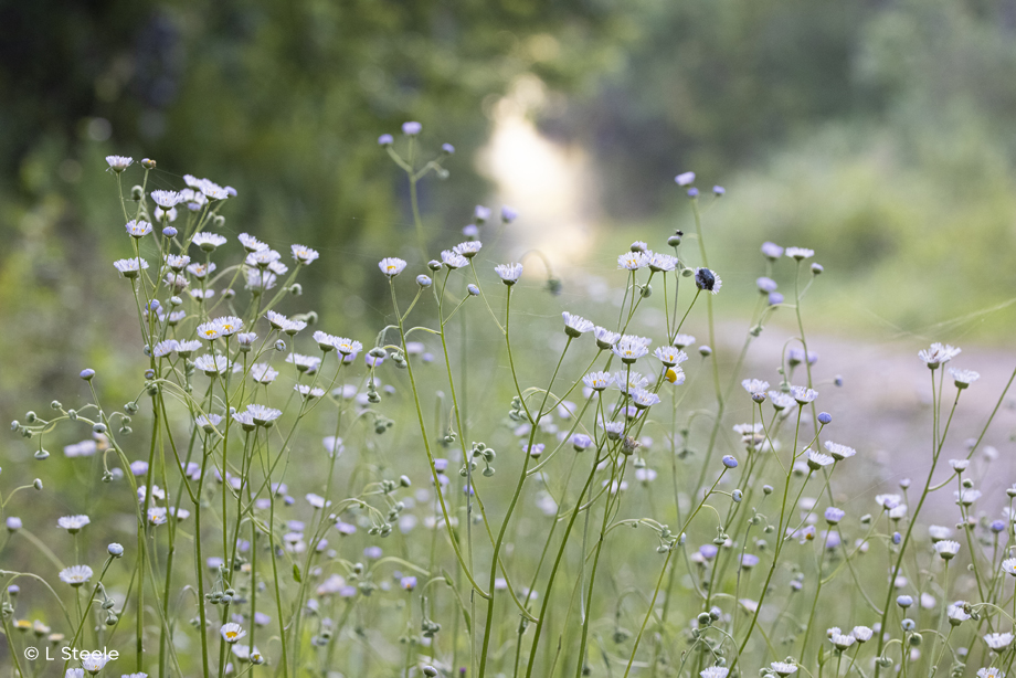 Flower Trail