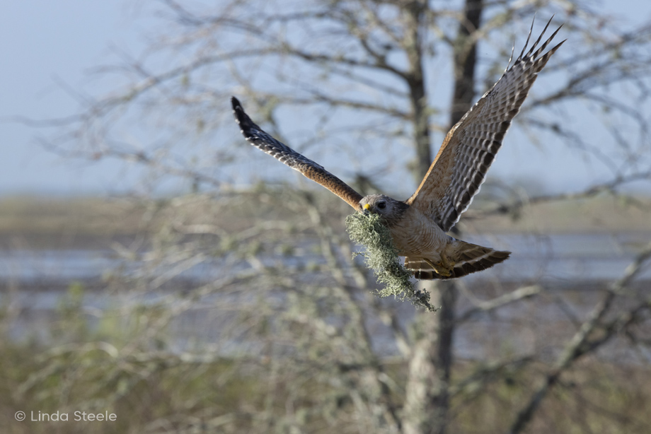 Red Shouldered Hawk