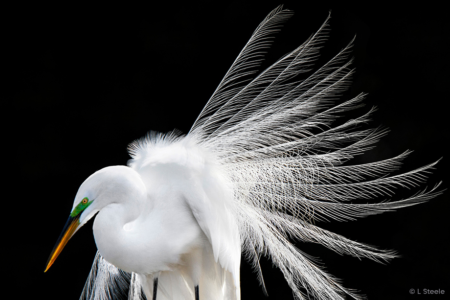 Great Egret