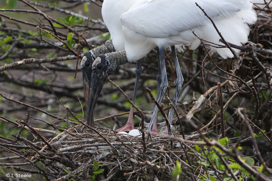 Woodstorks