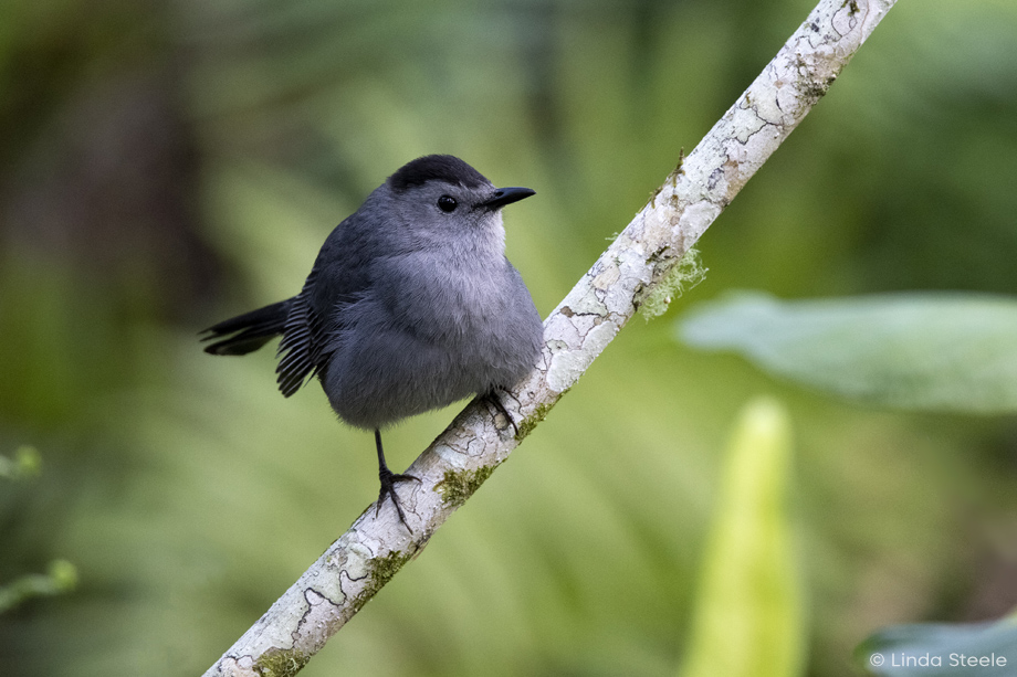 Gray Catbird