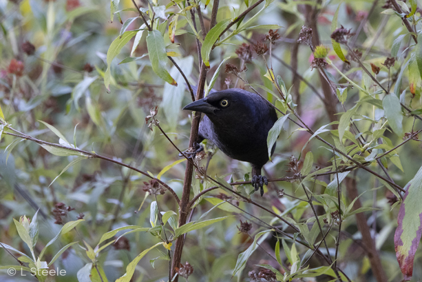 Common Grackle