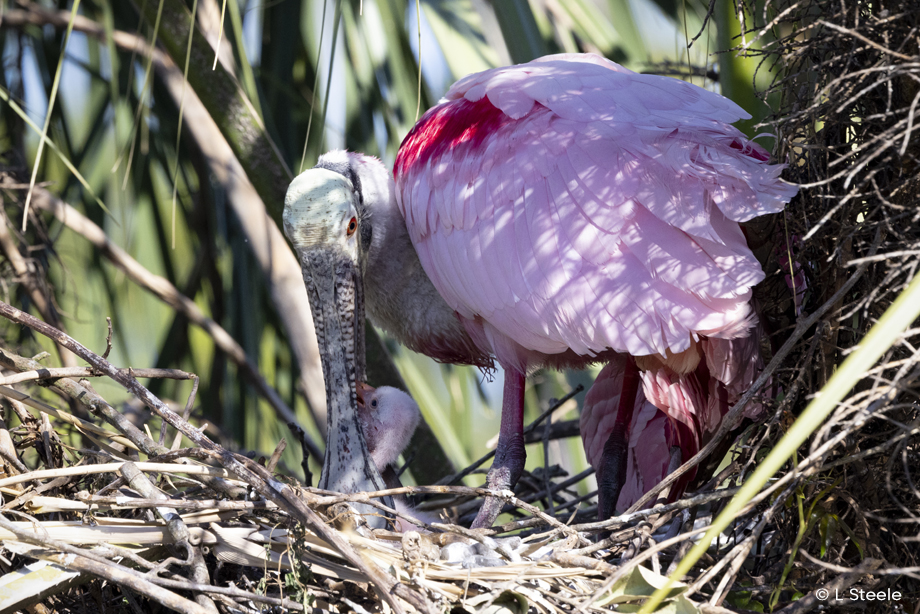 Spoonbill Nest