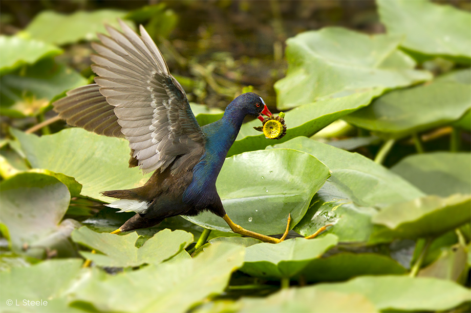 Purple Gallinule